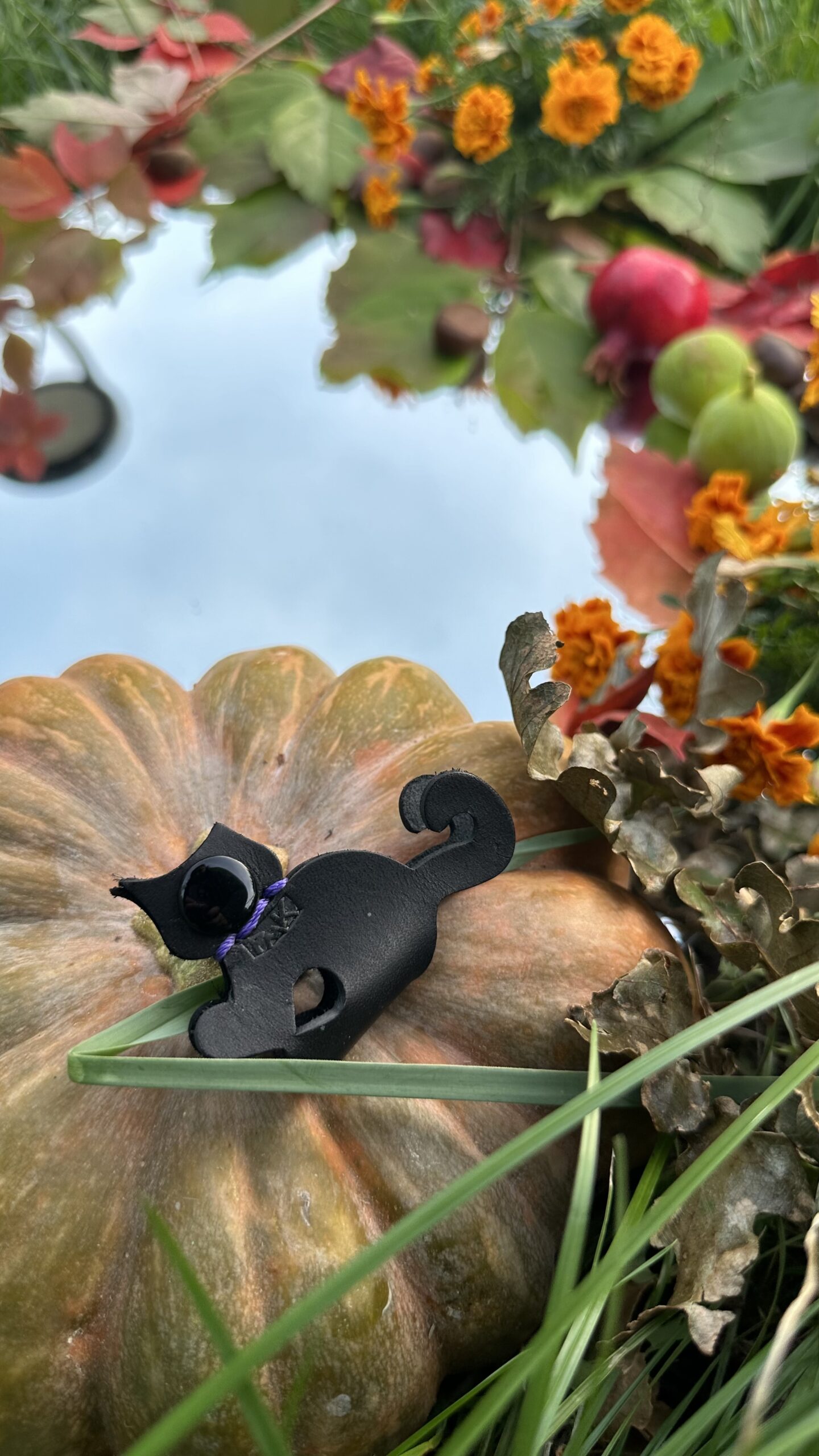 gatto nero con collarino viola fermafilo